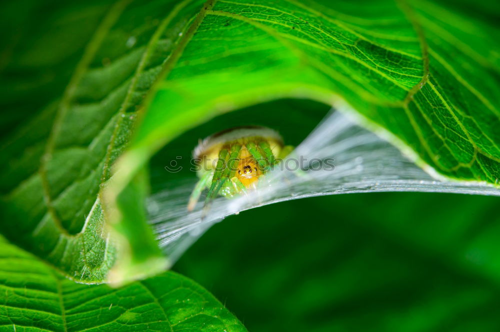 Image, Stock Photo “Oh, fuck you.” Provocatively, the tree frog turns its back to the photographer; it doesn’t stay seated for long.