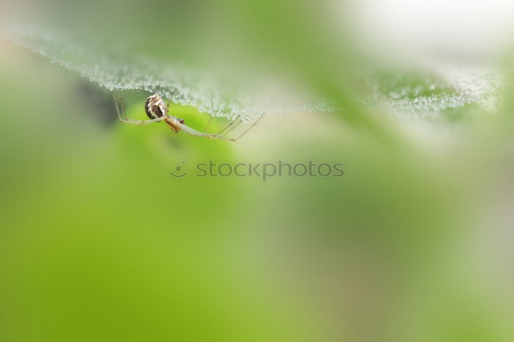 Similar – Image, Stock Photo Bee careful! Environment