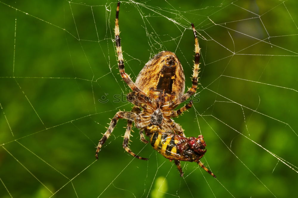 Similar – Image, Stock Photo wasp spider Nature