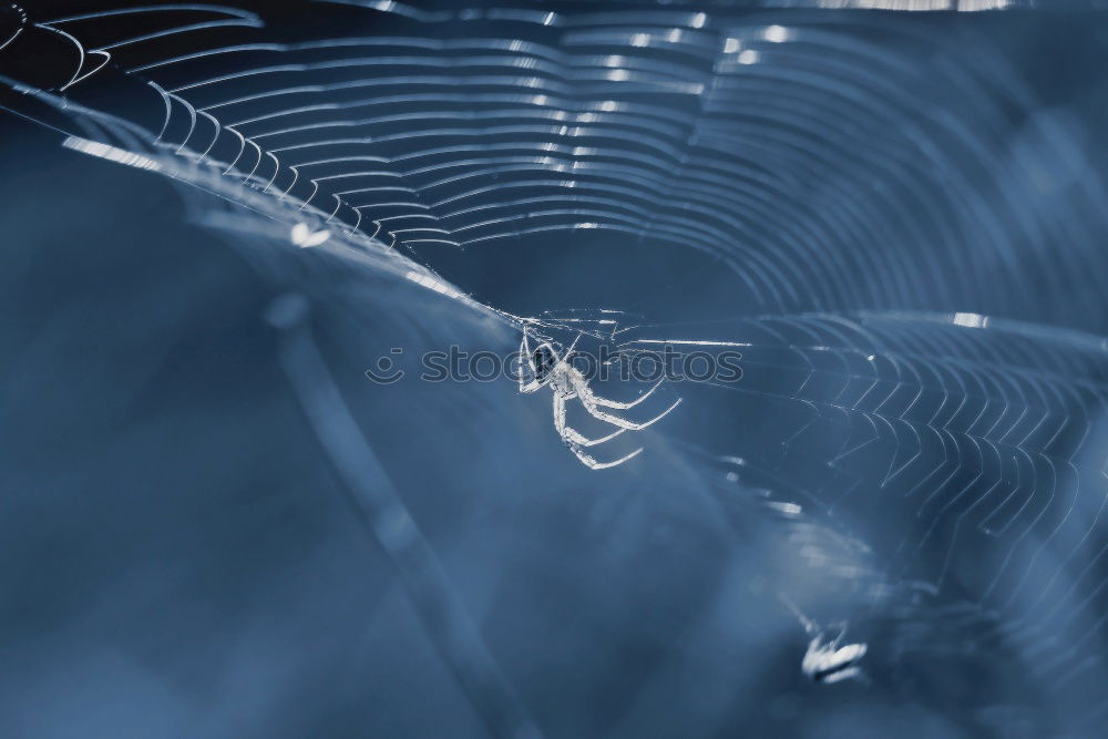 Similar – Glas-Gefängnis I Spinne