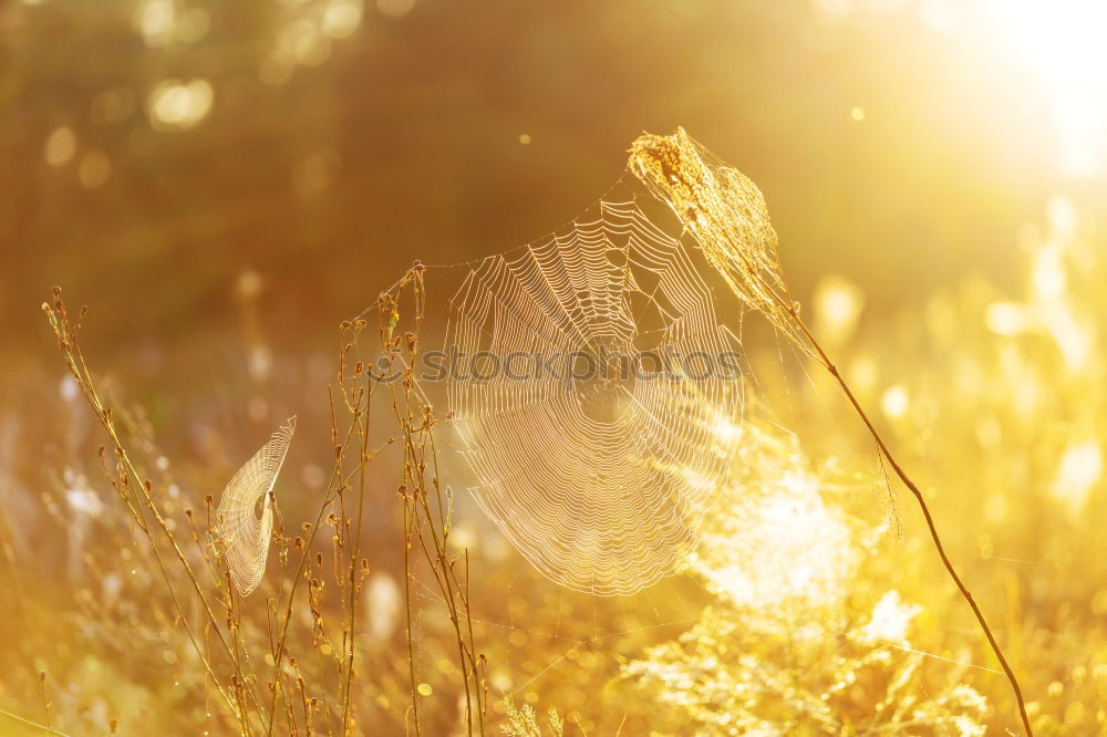 Image, Stock Photo summer light