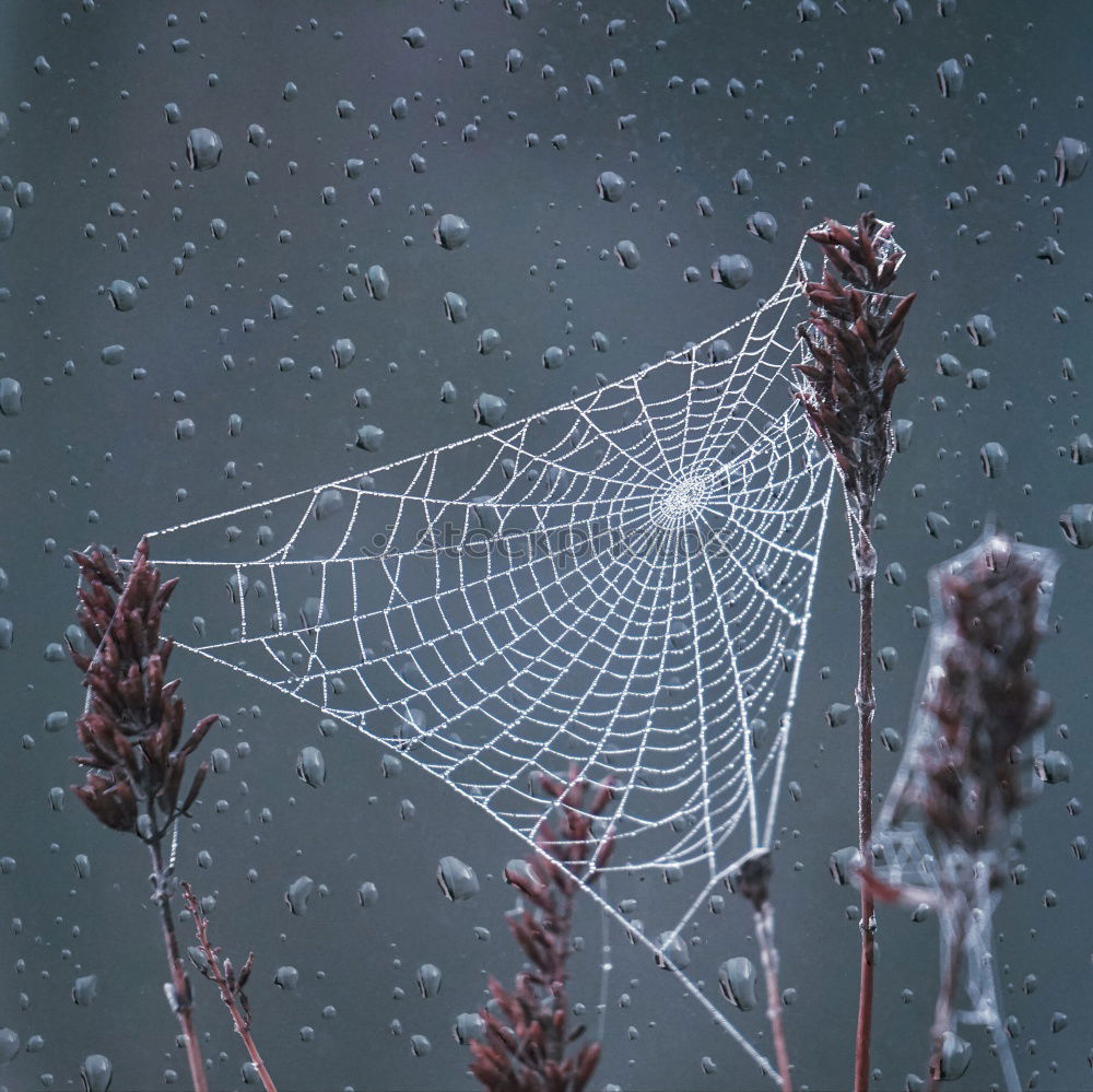 Similar – Image, Stock Photo Frost Winter Branch