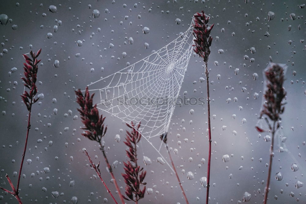 Similar – Image, Stock Photo Rose petals with hoar frost