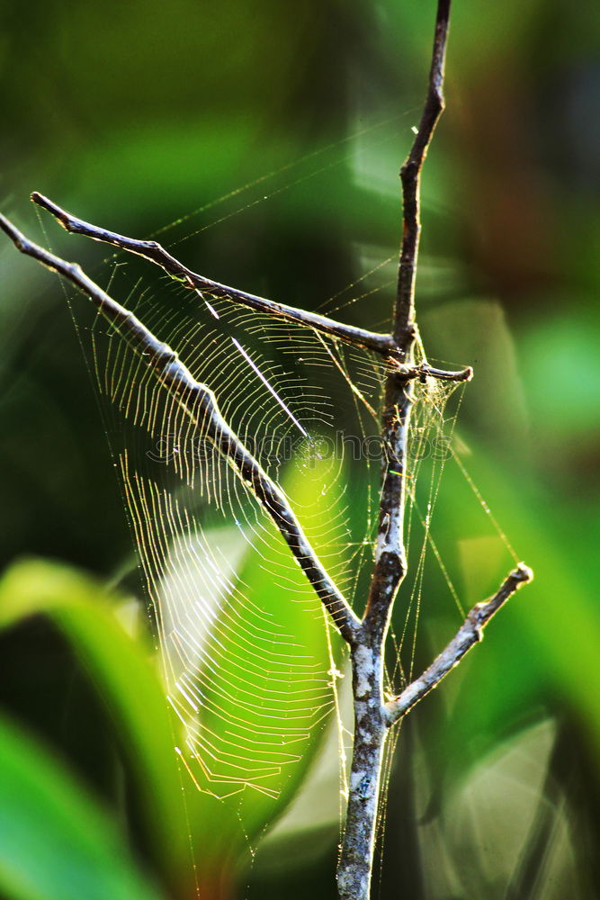 Similar – Image, Stock Photo dragonfly Dragonfly Green