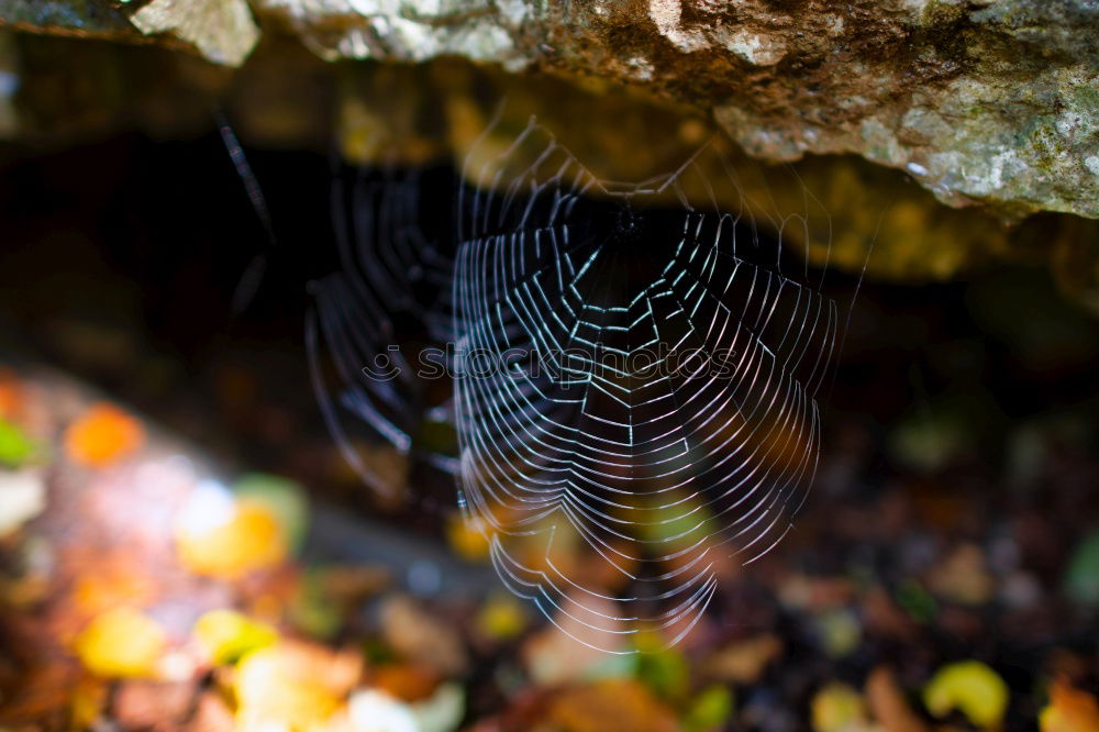 Similar – Autumn leaves fall on the forest floor