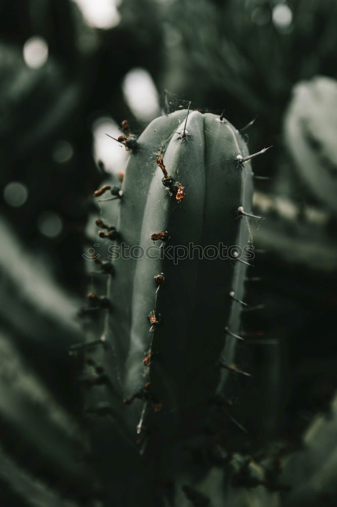 Similar – Image, Stock Photo A red and black beetle climbs to the top of a blade of grass