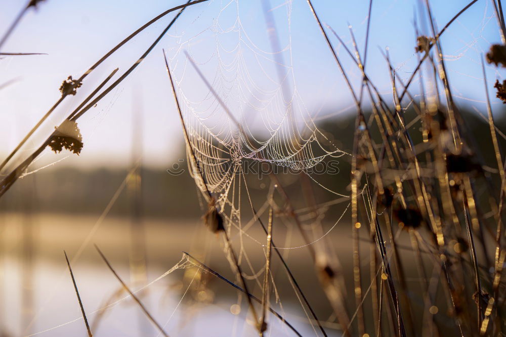 Similar – Image, Stock Photo Spiders at the lake Safari