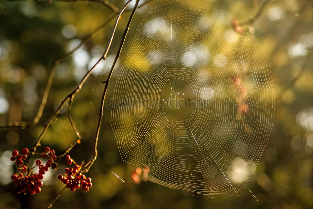 Similar – Image, Stock Photo Hornbeam