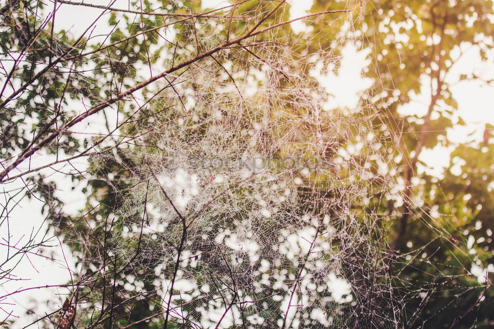 Blurred vegetation through a rainy bus window in Hong Kong