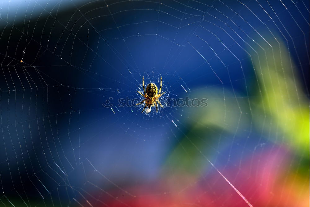 Similar – Spinne Unschärfe Balkon