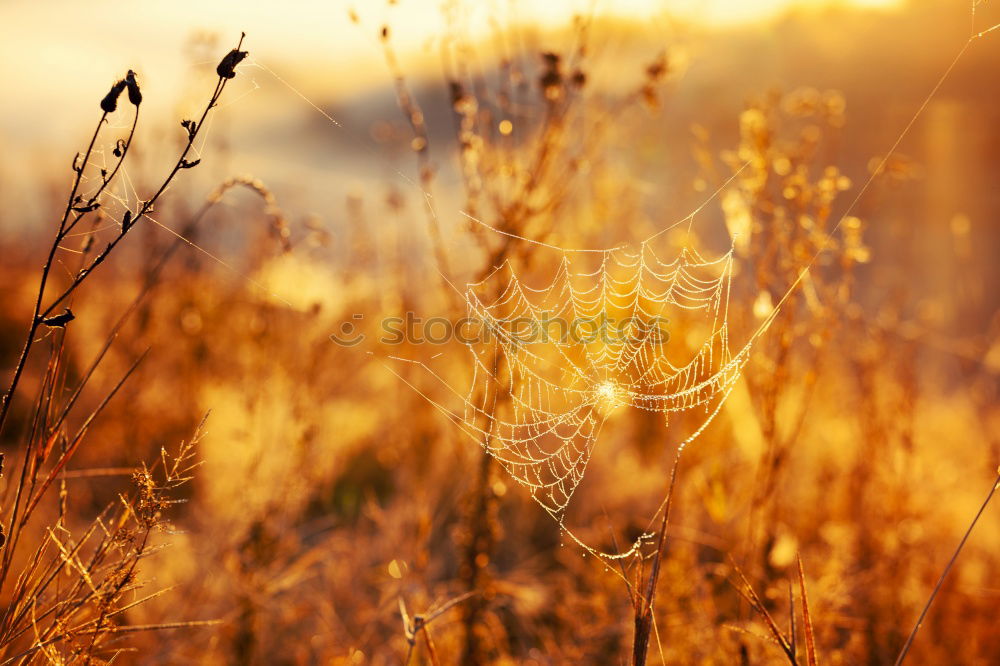 Similar – Image, Stock Photo summer evening Life