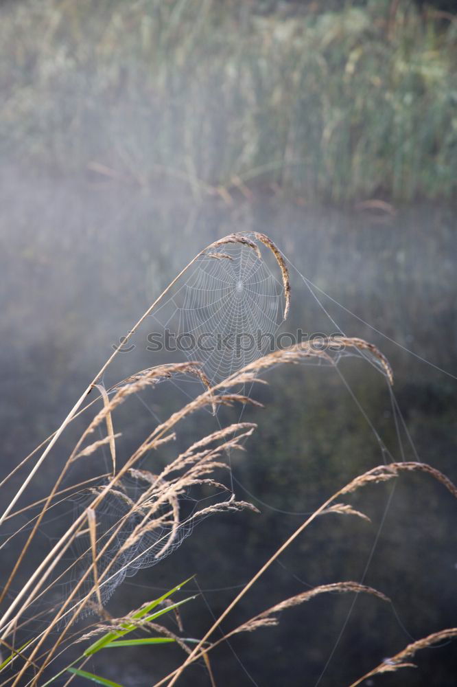 Similar – Image, Stock Photo morning hour Landscape