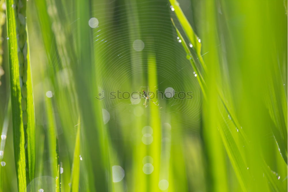 Similar – Image, Stock Photo Grasses Q Environment