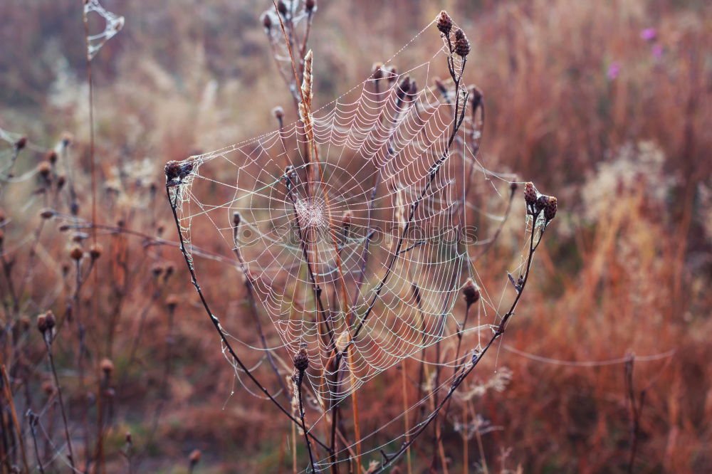 herbstliche Heidestimmung