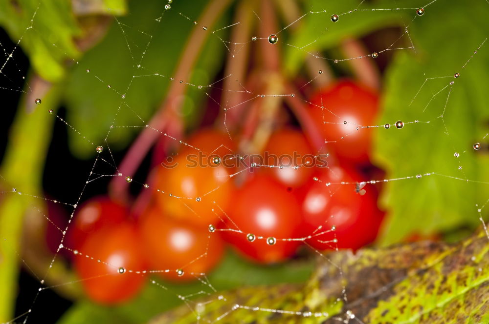 Similar – Tomate gesund Gewächshaus