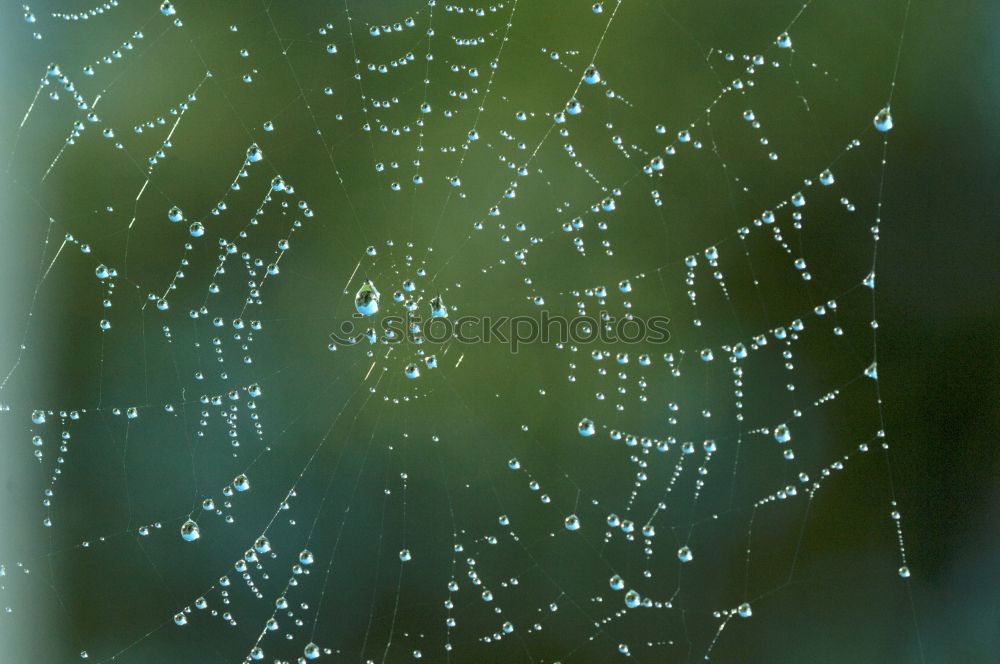 Similar – Dew drops on a spider’s web