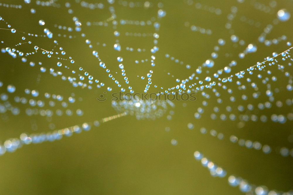 Similar – Foto Bild Regentropfen Blatt rund