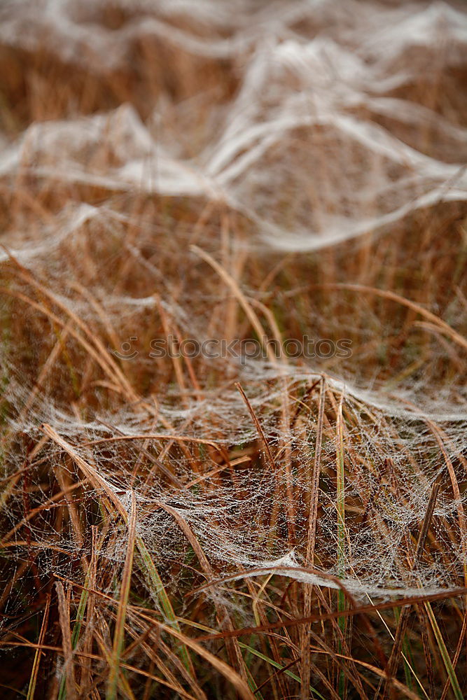 Similar – Sylt Dungrass Nature