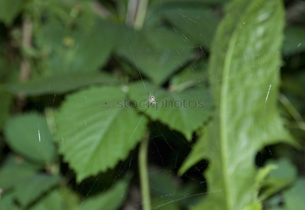 Similar – Image, Stock Photo dragonfly Dragonfly Green