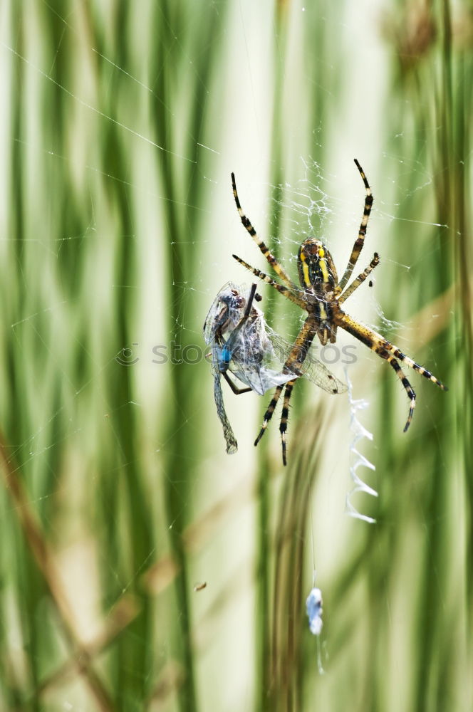 Similar – Image, Stock Photo field wasp Environment