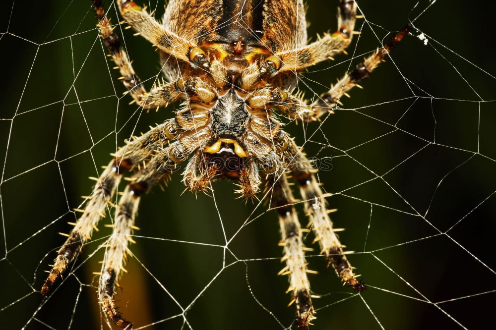 Similar – Image, Stock Photo The Nail III Chain link