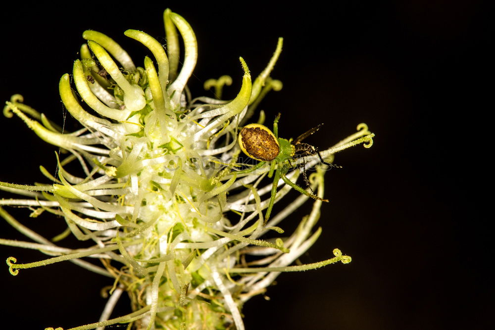Similar – Image, Stock Photo Flowers 02 Environment