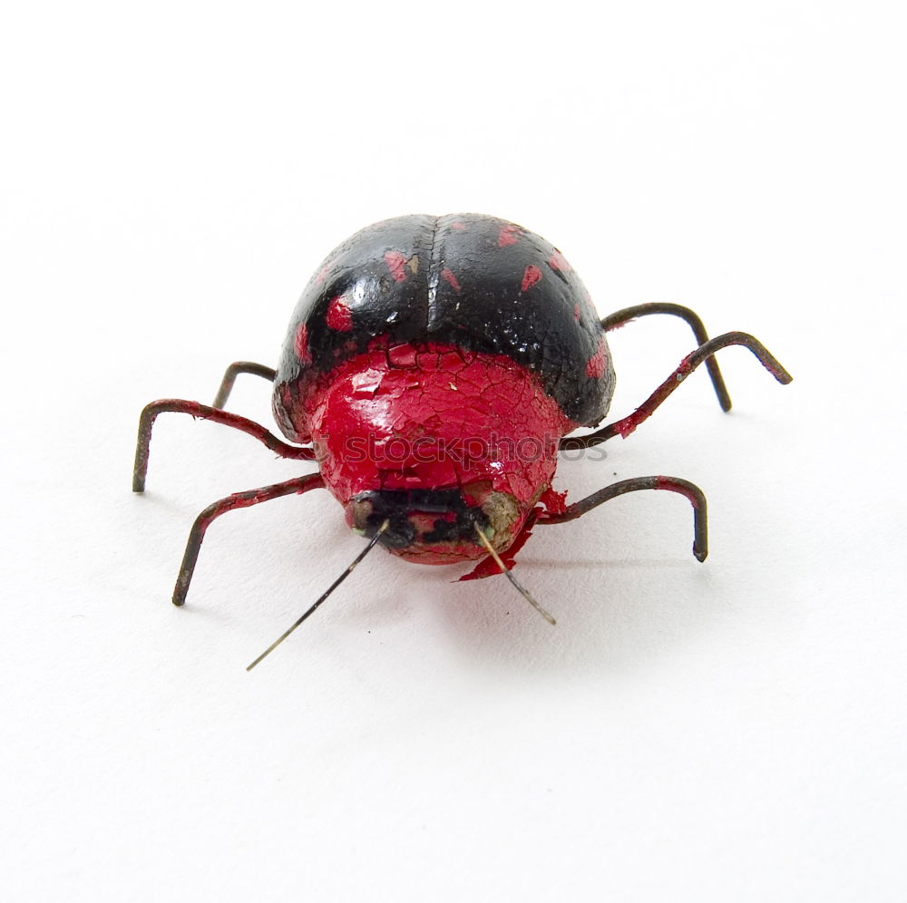 Similar – red bug rot Makroaufnahme