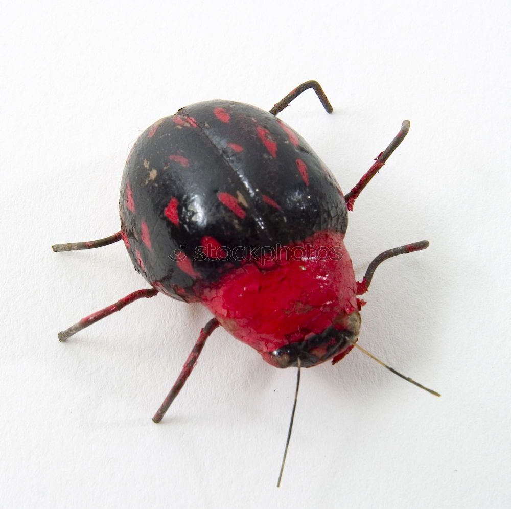 Similar – red bug rot Makroaufnahme