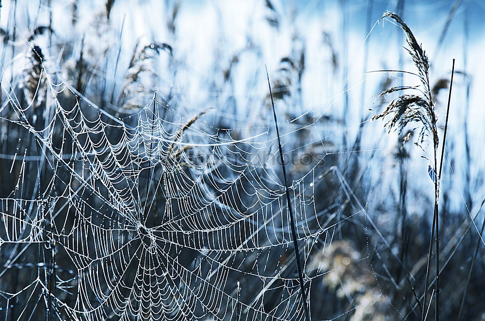 Similar – spider webs Nature Water