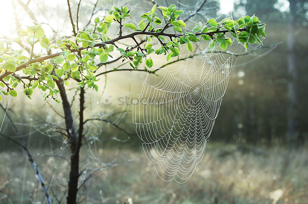 Similar – Image, Stock Photo grasses Wellness