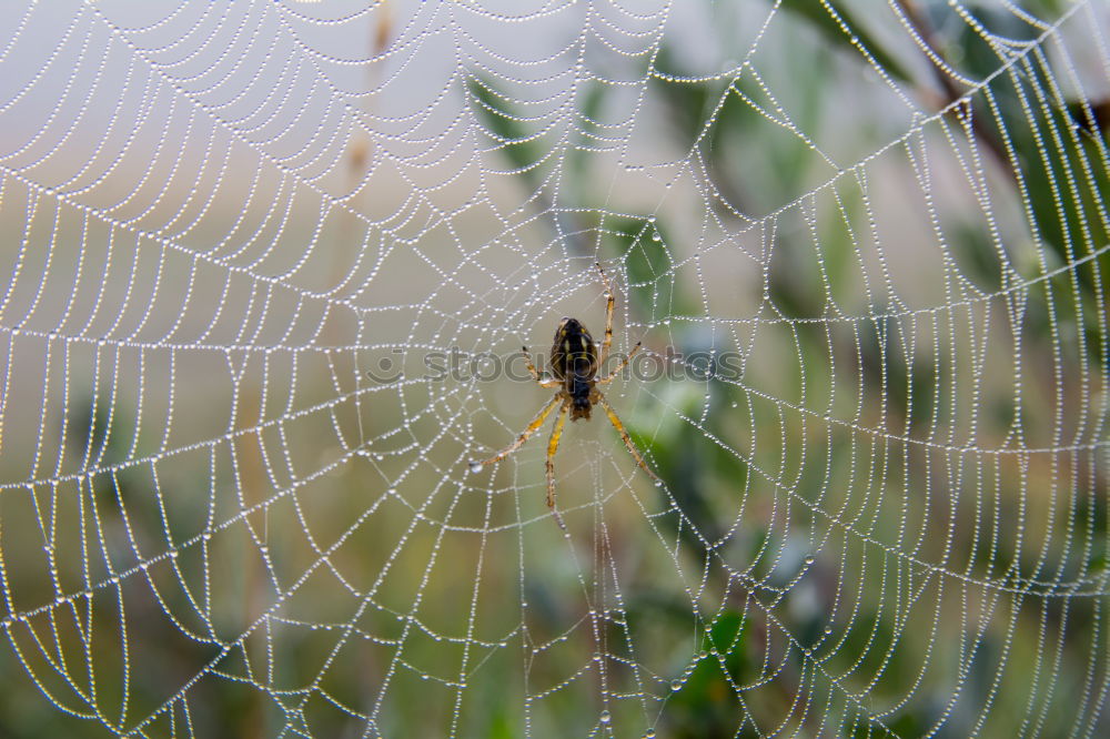 Insects at the window