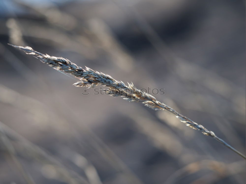 Similar – Image, Stock Photo Grasses in winter with sun