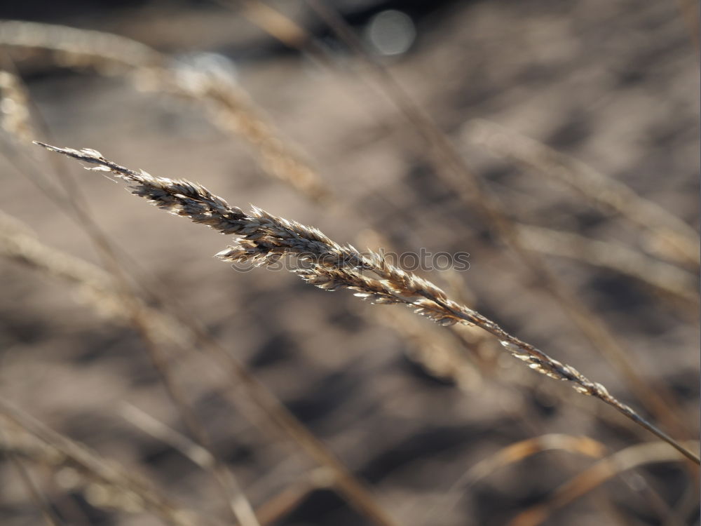 Similar – Image, Stock Photo mandrel Plant Animal Thorn