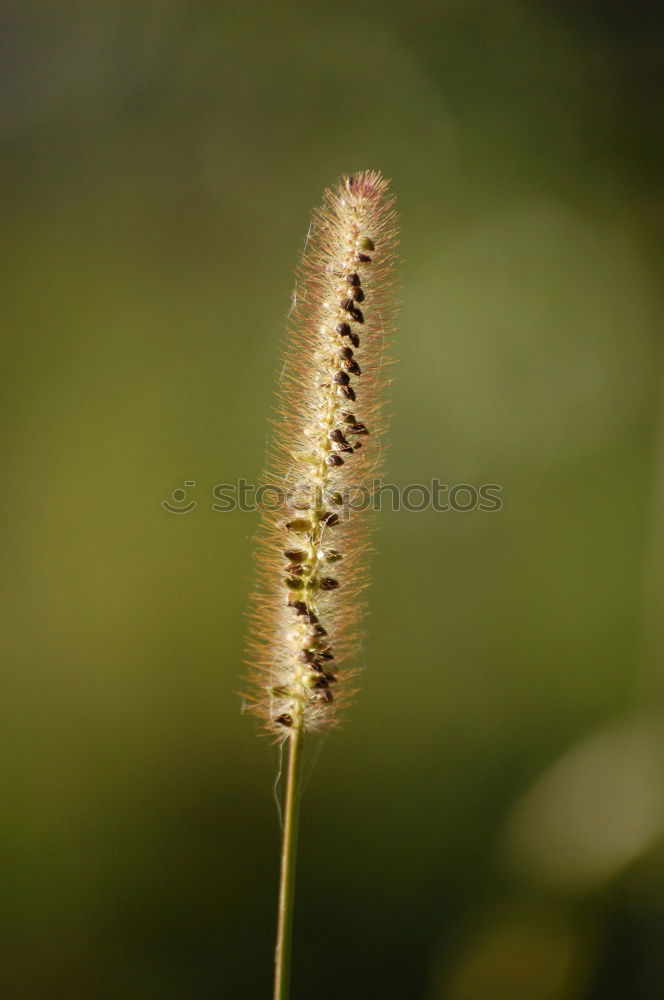 Similar – Gras gelb Stengel Halm