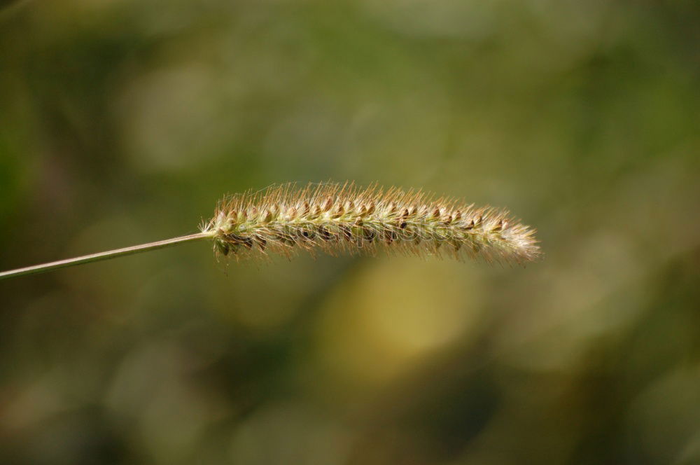 Similar – Foto Bild Kleiner Wurm träumt von der Weite.