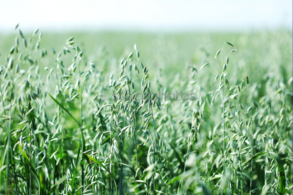 Image, Stock Photo freedom 4 Grass Green Sky