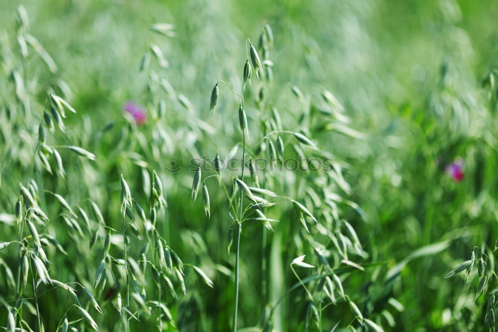 thyme Nature Landscape