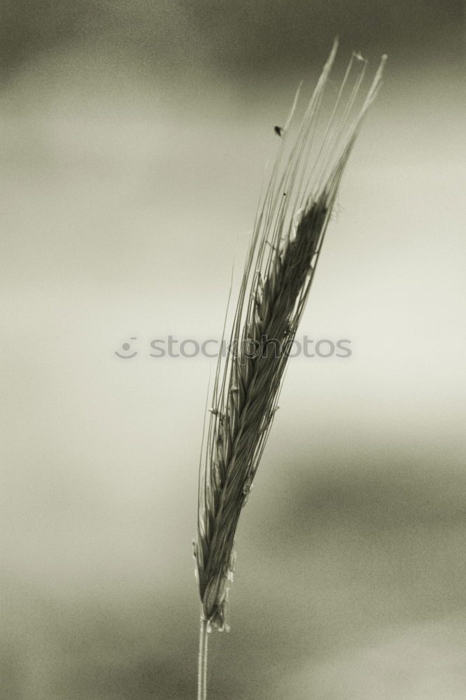 Similar – Image, Stock Photo spike Plant Summer Grass