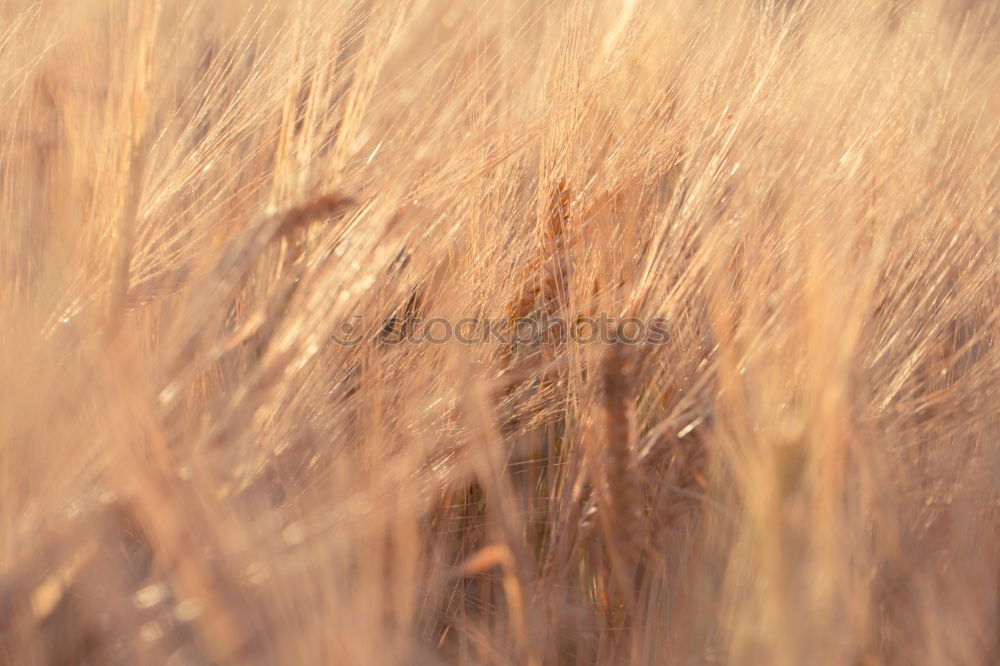 Similar – Image, Stock Photo Grasses against the light