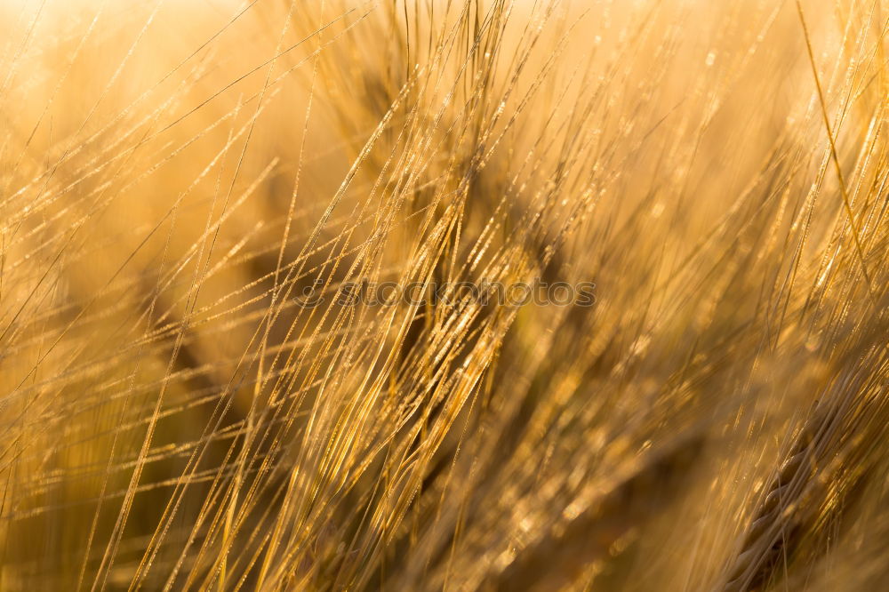 Similar – Fields of Gold Feld Ähren