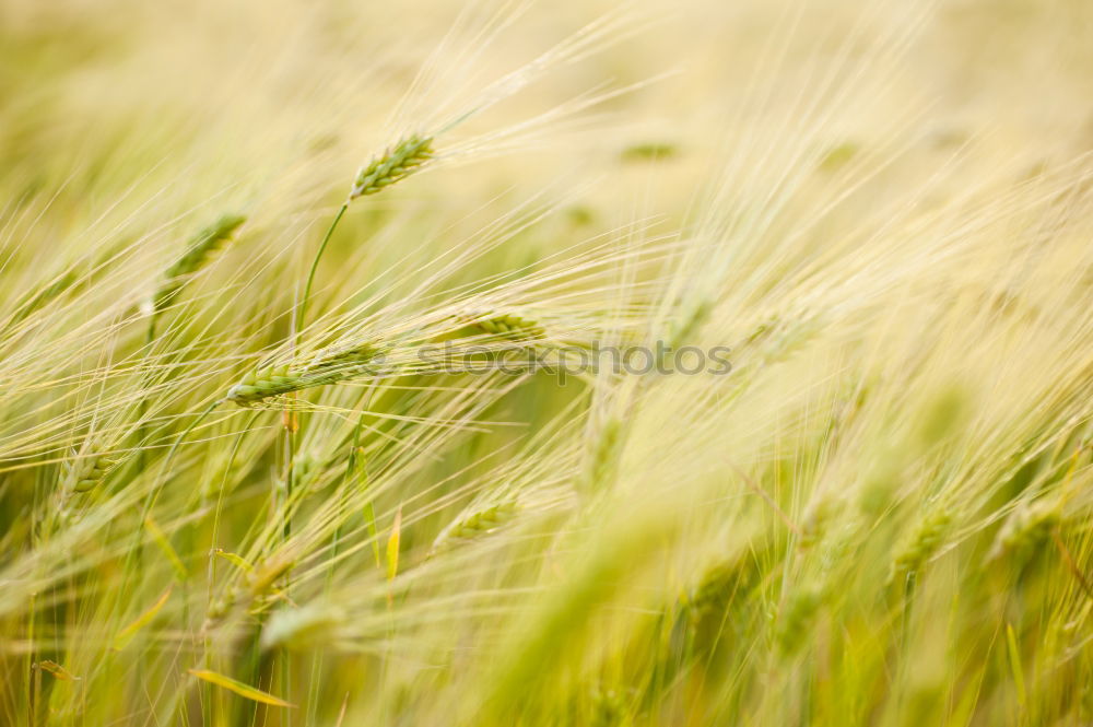 Similar – Image, Stock Photo rye catchers Wheat Rye