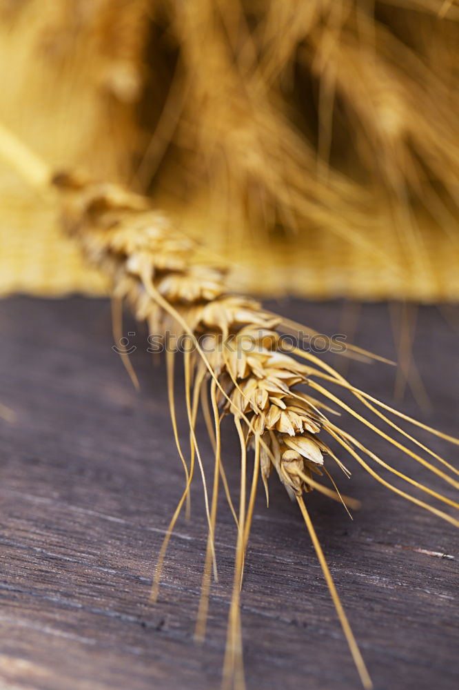 Similar – Image, Stock Photo Why Zen? Wheat Moonlight