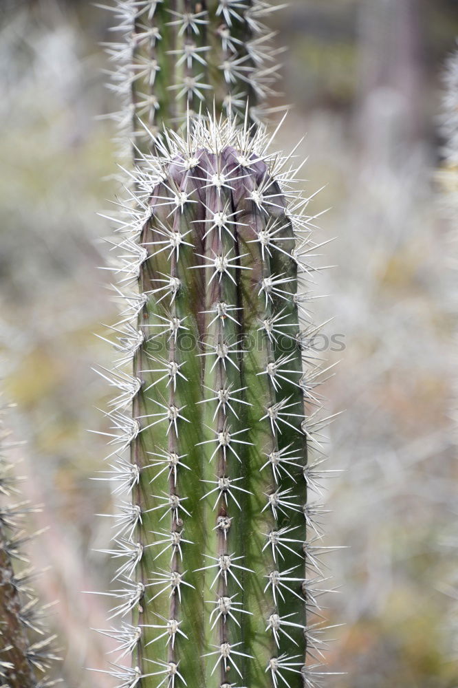 Similar – Foto Bild gestochen scharf Kaktus