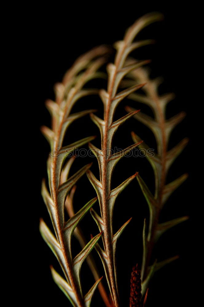 Similar – Image, Stock Photo Studio recording (macro) of a fern (autumnal)