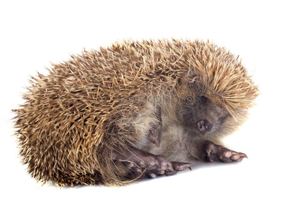 Alles zu spät…. Igel