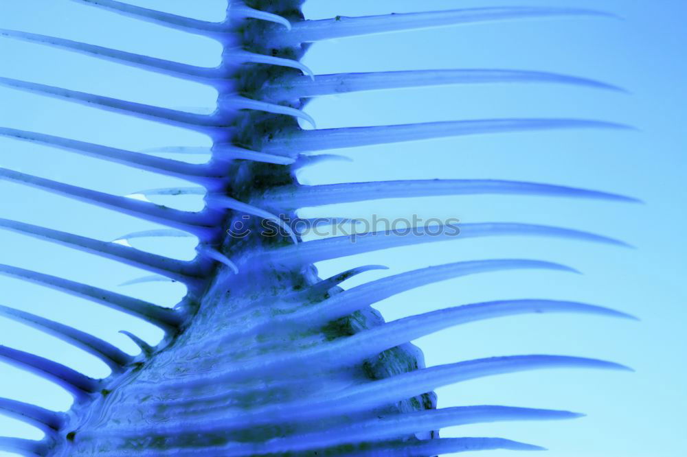 Similar – Foto Bild Fischi Zoomeffekt Aquarium