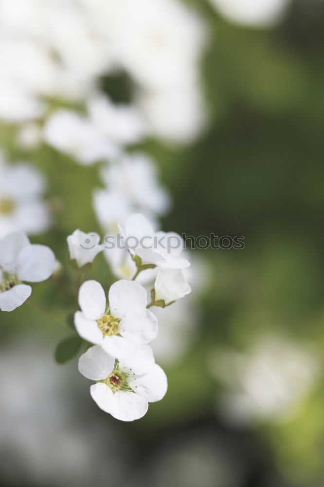 Similar – Foto Bild Sommer Blume Blüte weiß