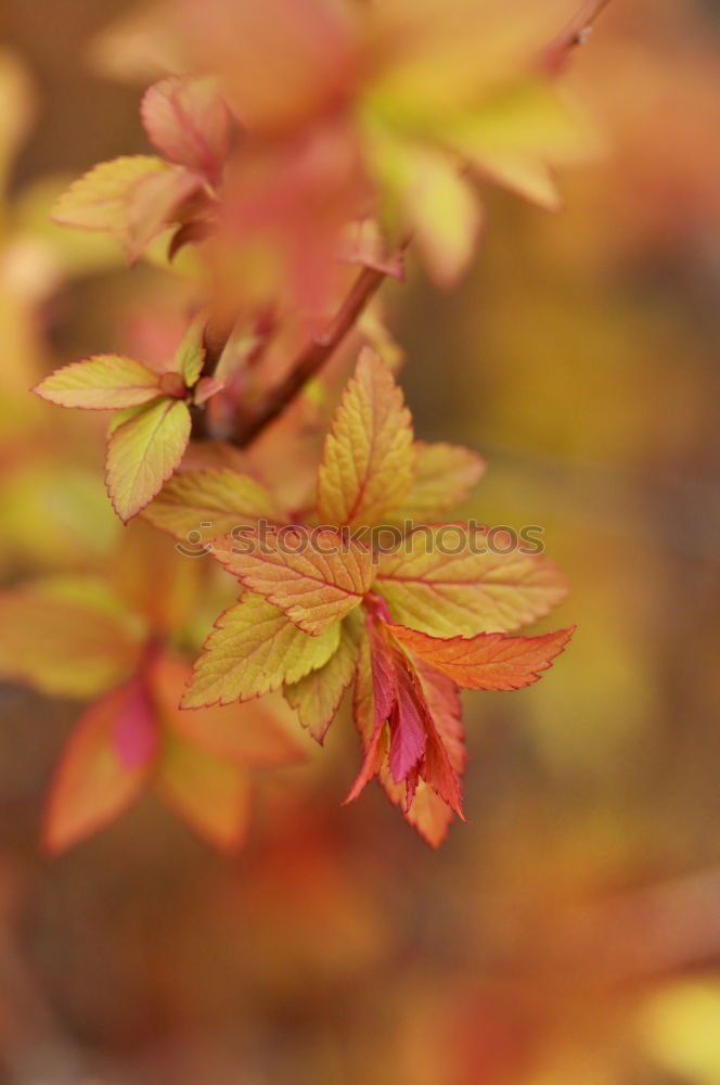 Similar – Image, Stock Photo Snail in autumn on wild vine