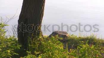 Similar – Foto Bild Morgenwiese Pflanze Wasser