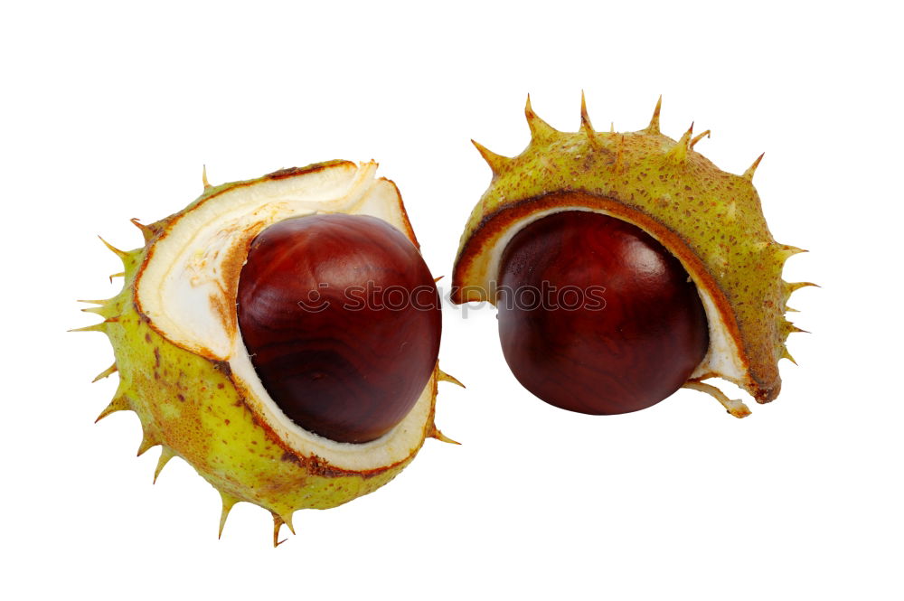 Horse chestnut in its shell